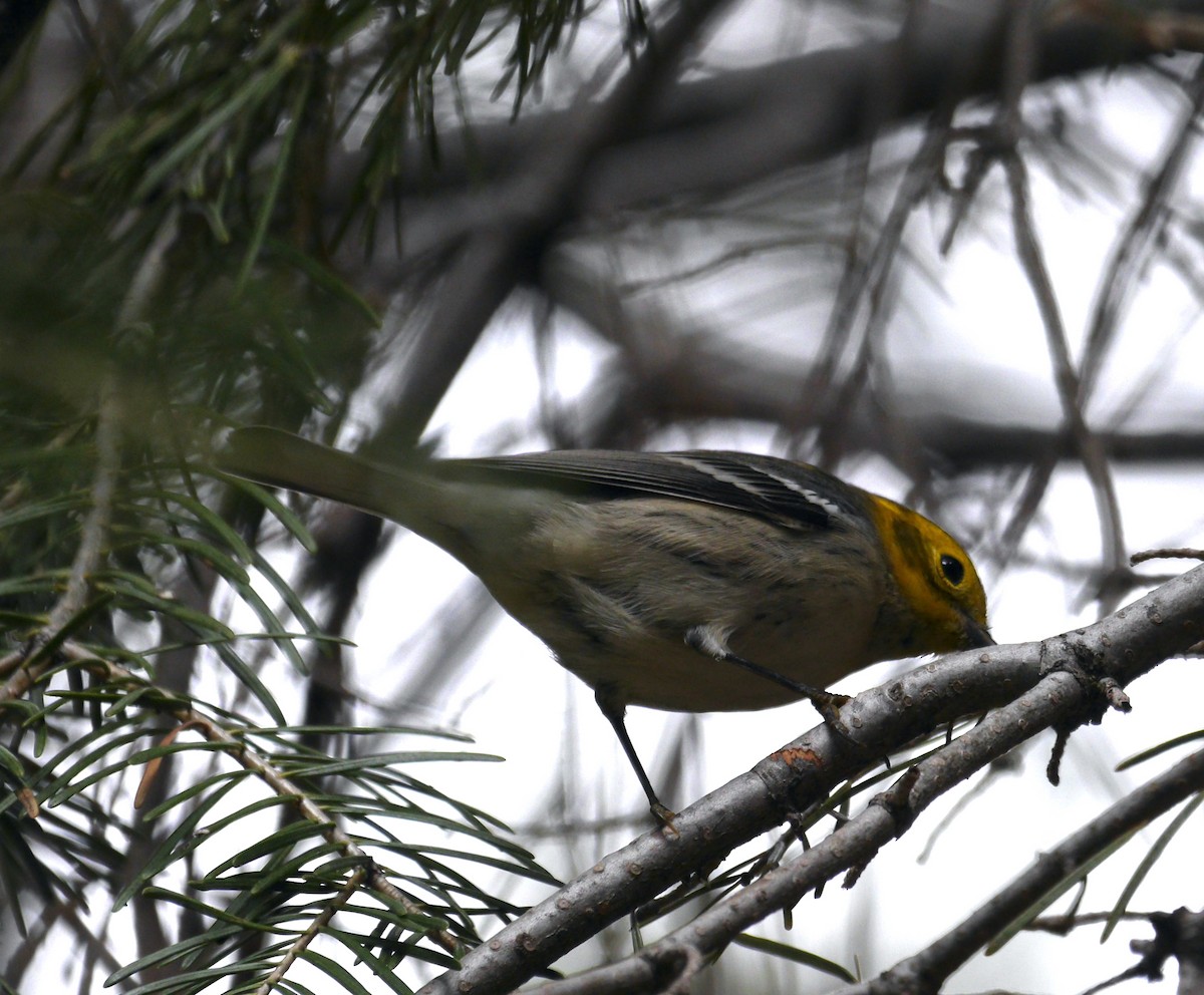 granparula - ML642014370