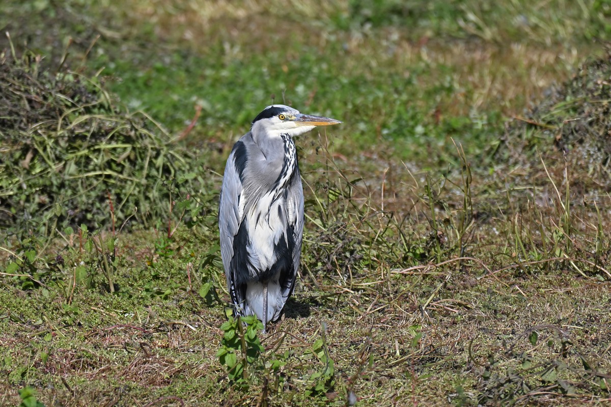Gray Heron - ML642014371