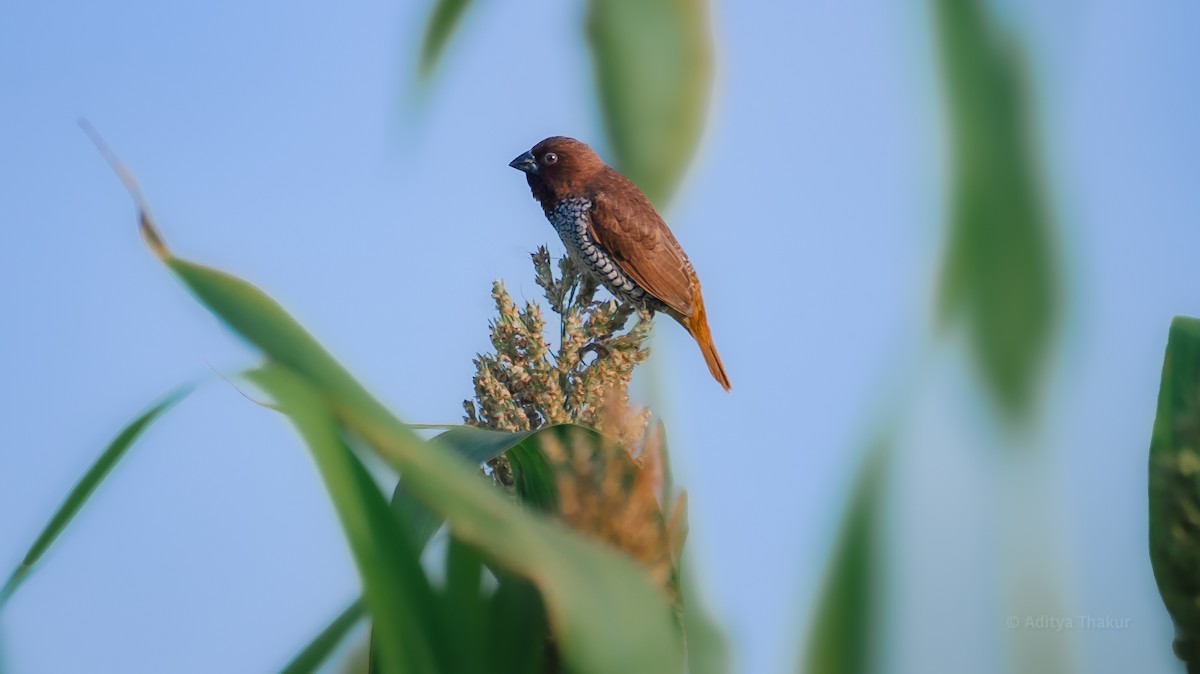 Scaly-breasted Munia - ML642014372