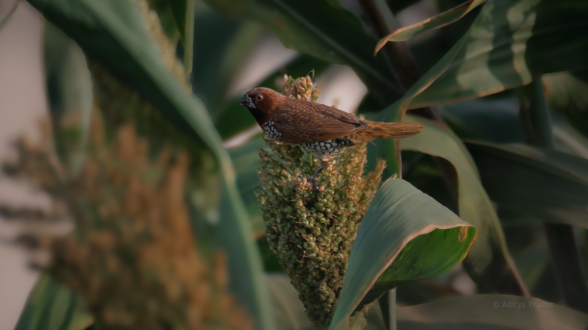 Scaly-breasted Munia - ML642014374