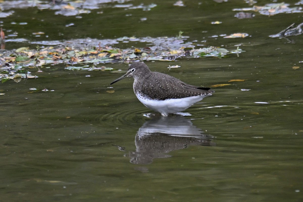Green Sandpiper - ML642014376