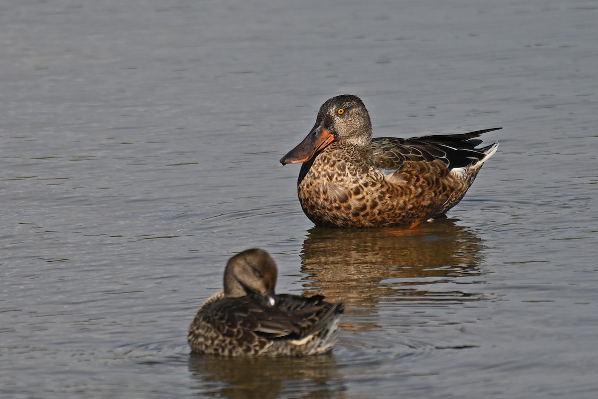 Northern Shoveler - ML642014391