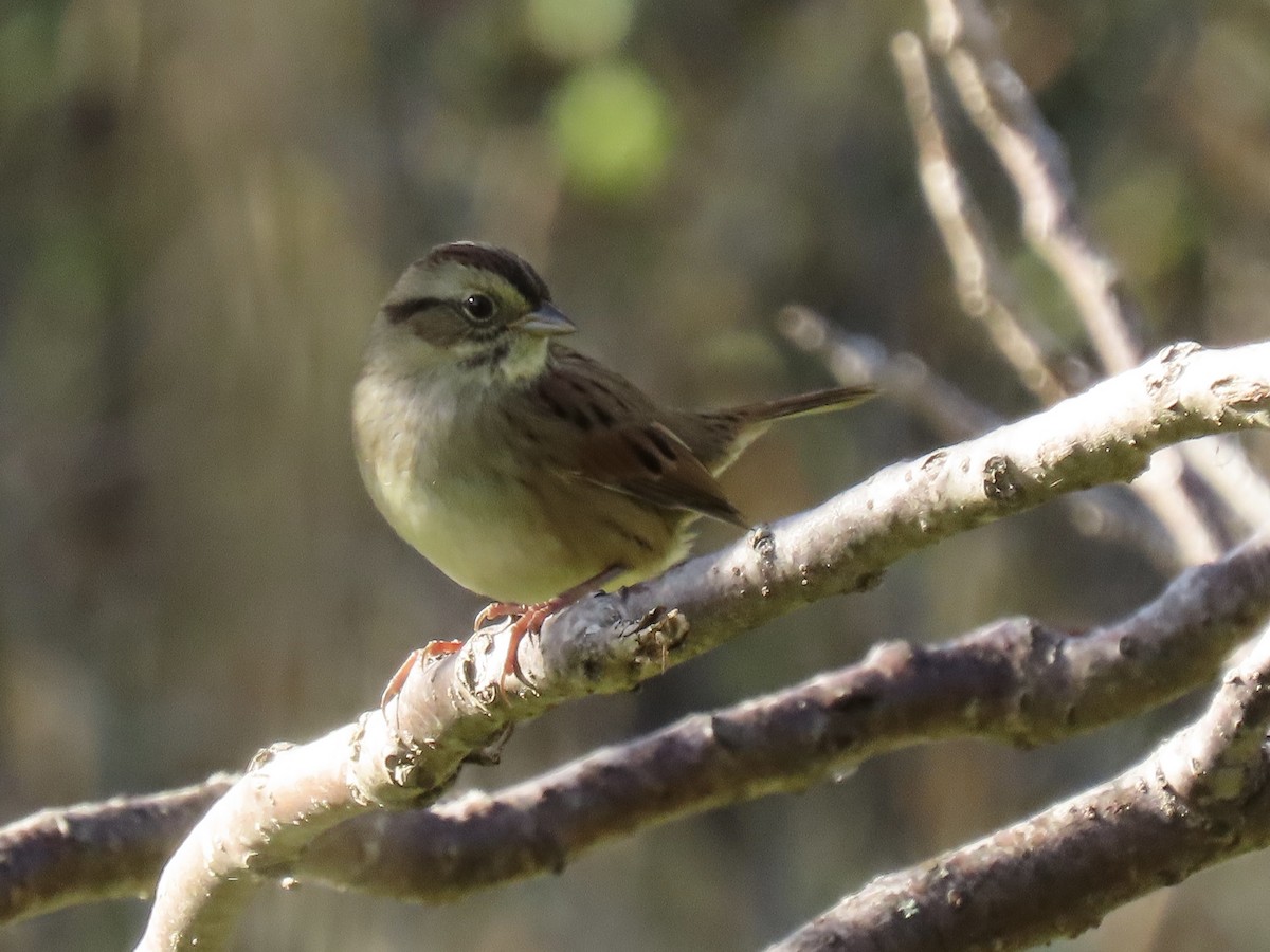 Swamp Sparrow - ML642014411