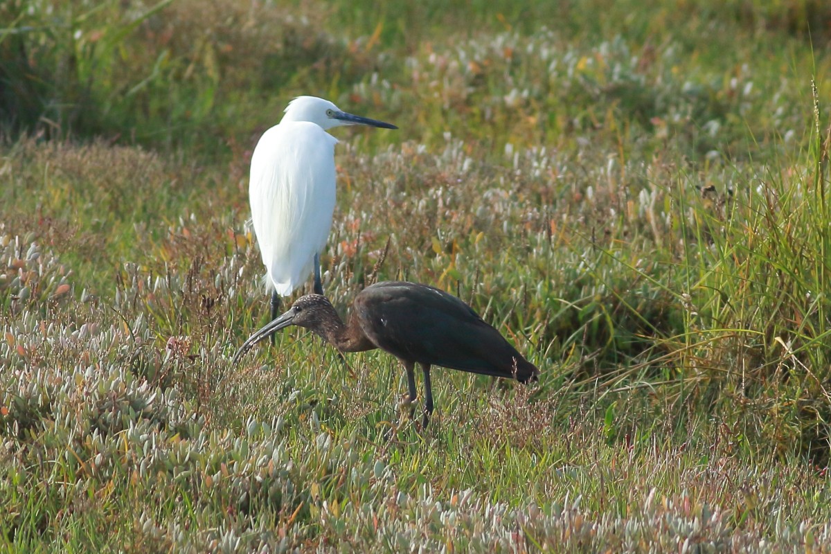 Little Egret - ML642014414