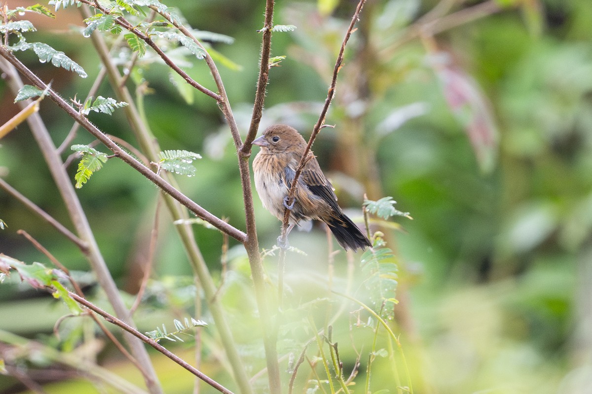 Blue-black Grassquit - ML642014426