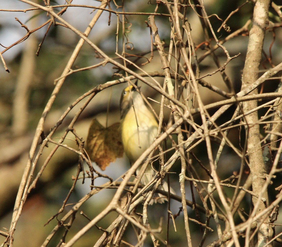 Ak Gözlü Vireo - ML642014452