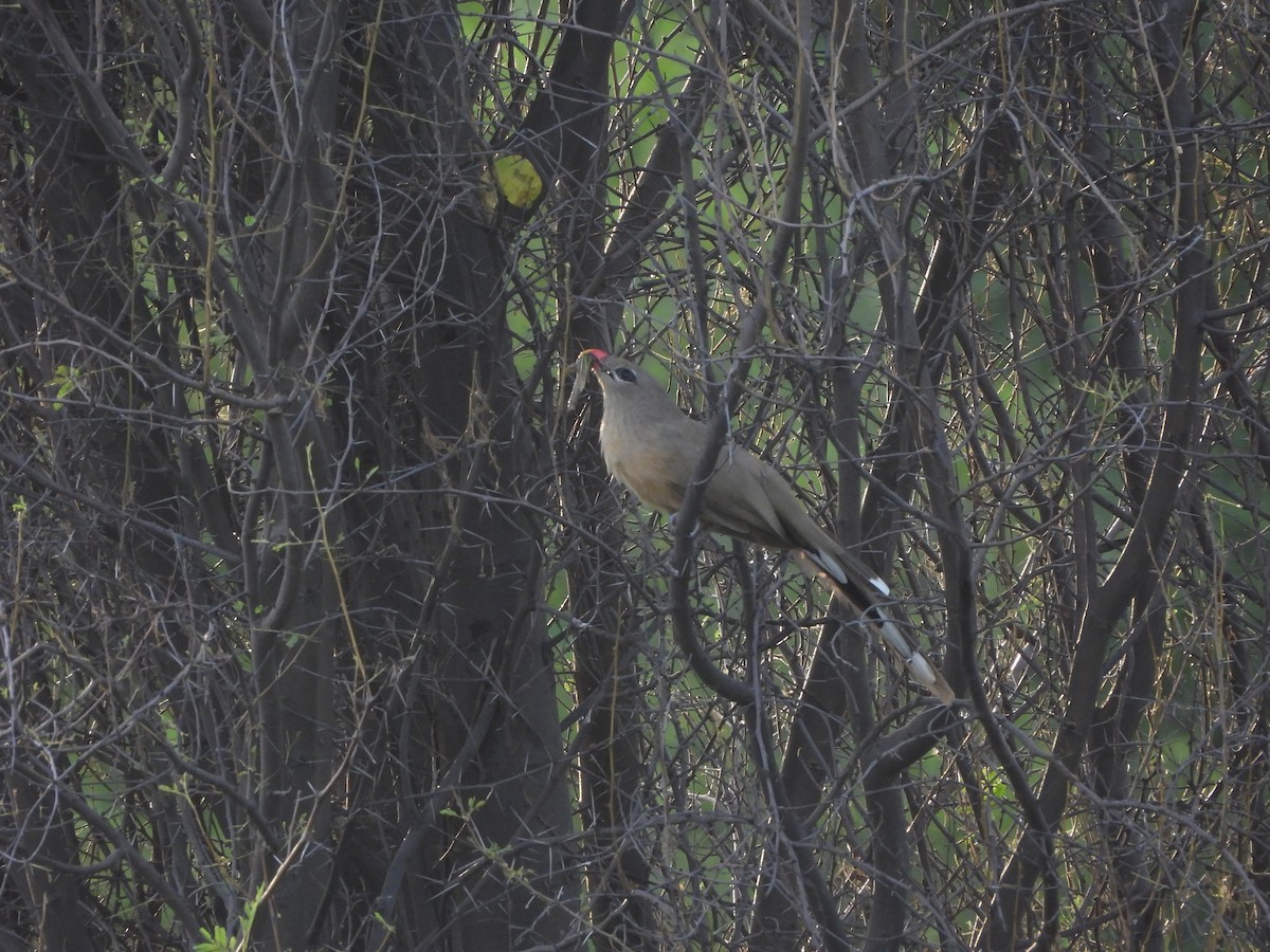 Sirkeer Malkoha - ML642014492