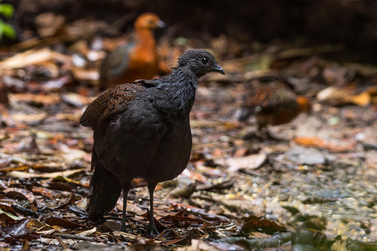 Mountain Peacock-Pheasant - ML642014549