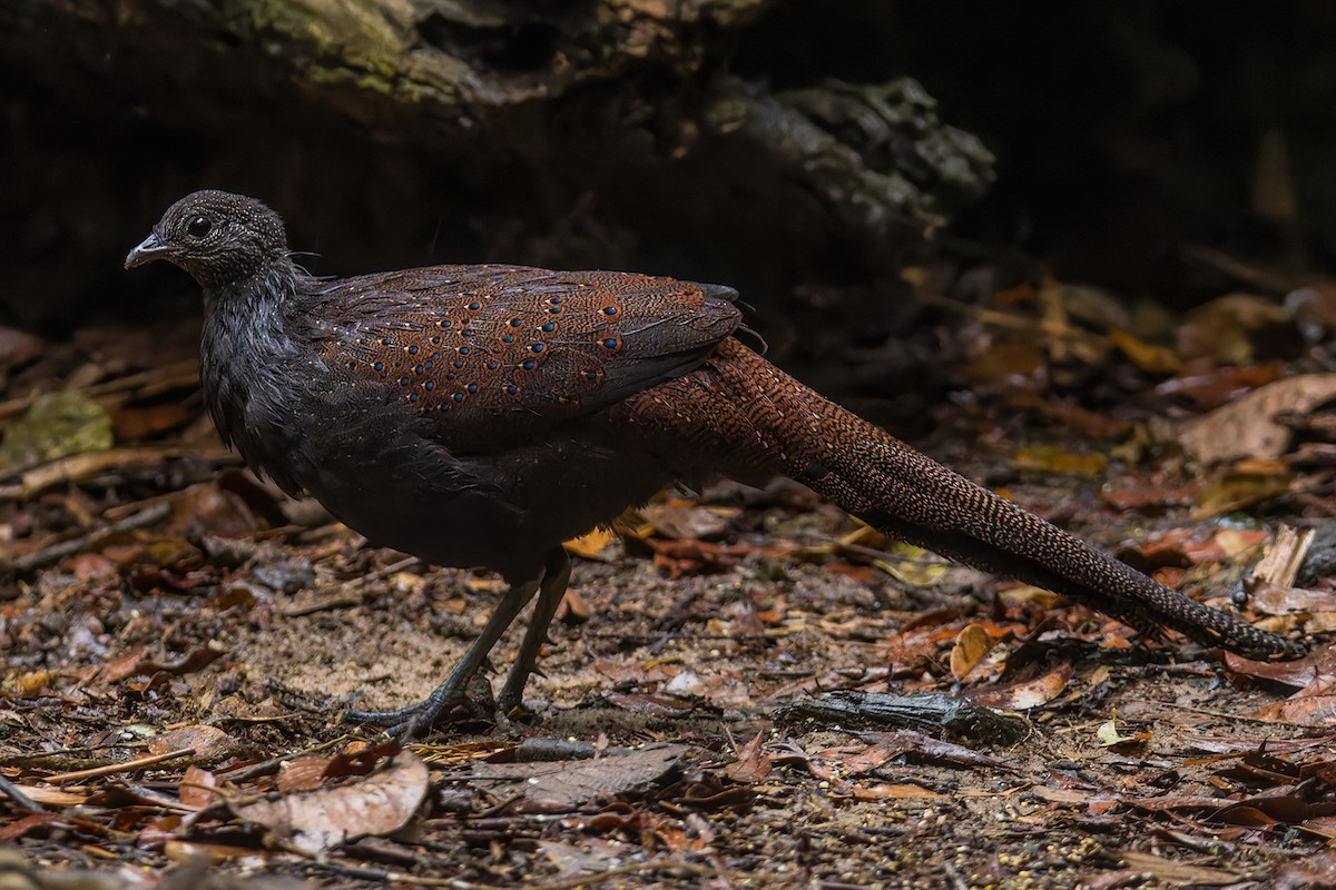 Mountain Peacock-Pheasant - ML642014550