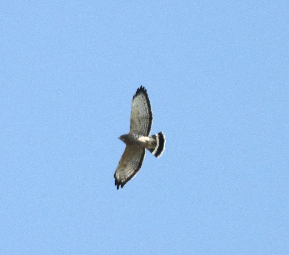 Broad-winged Hawk - ML642014554