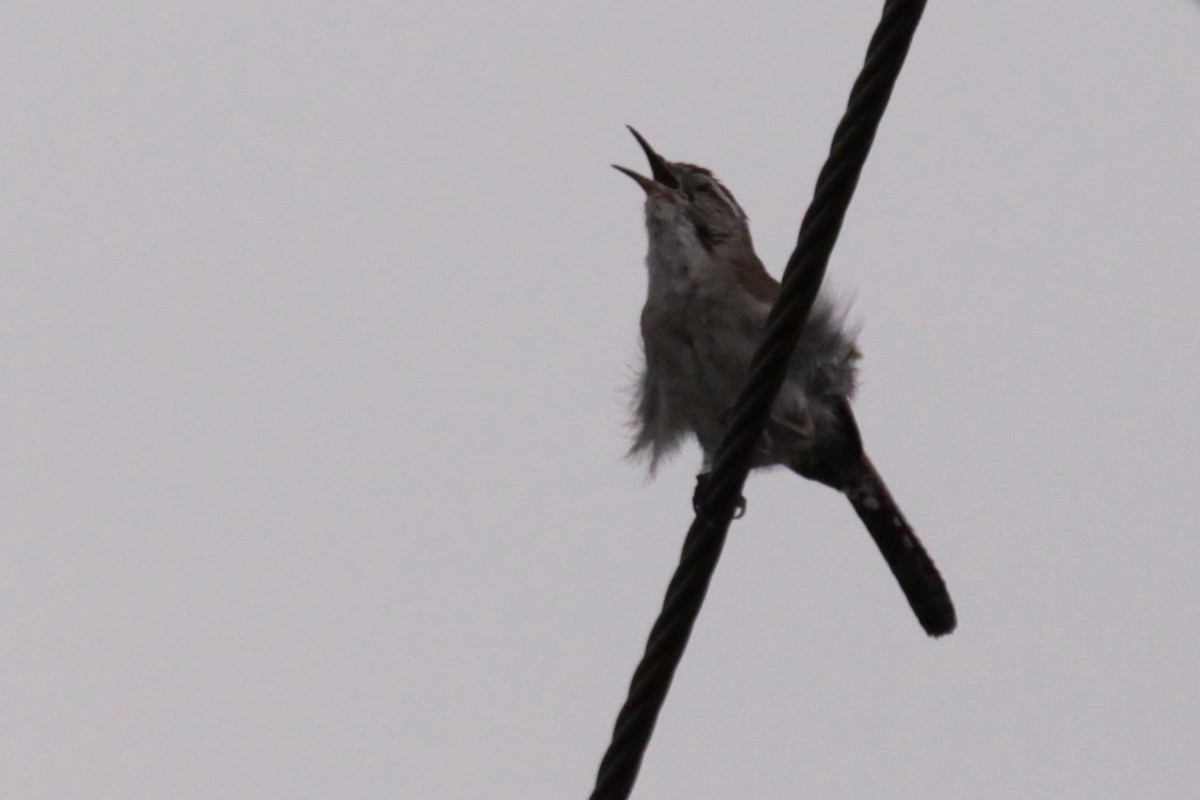 Bewick's Wren - ML642014563
