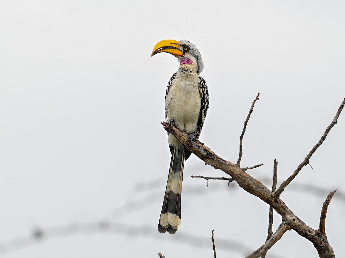 Eastern Yellow-billed Hornbill - ML642014567