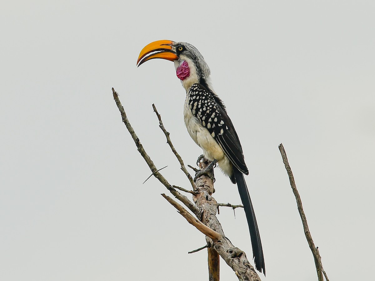 Eastern Yellow-billed Hornbill - ML642014568