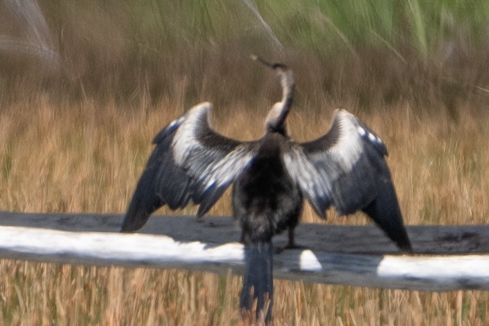Anhinga - ML642014572