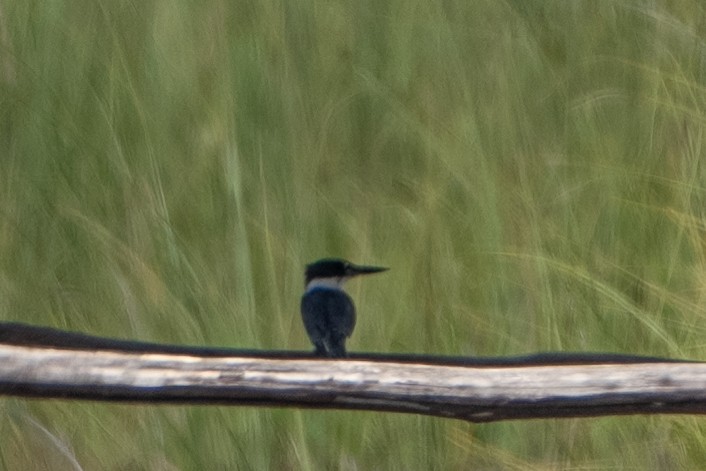 Green Kingfisher - ML642014573