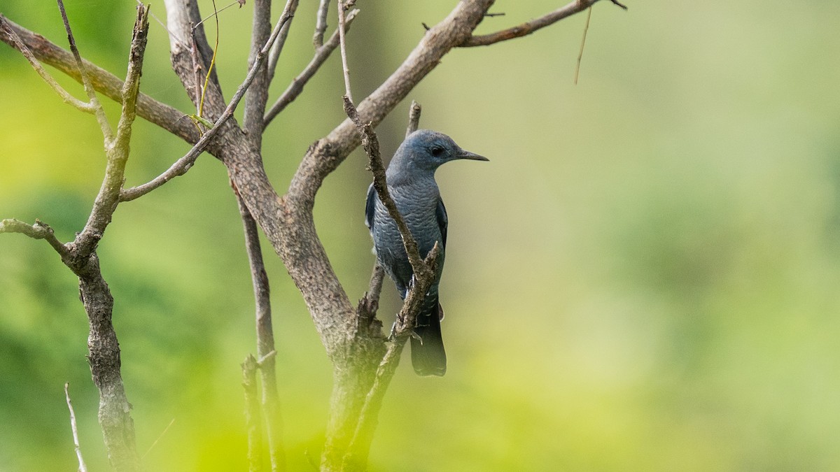 Blue Rock-Thrush - ML642014577