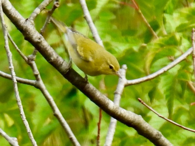 Tennesse Ötleğeni - ML642014618