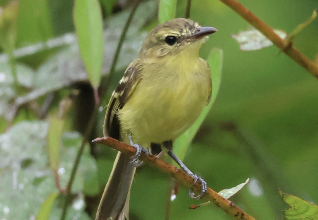 Yellow Tyrannulet - ML642014660