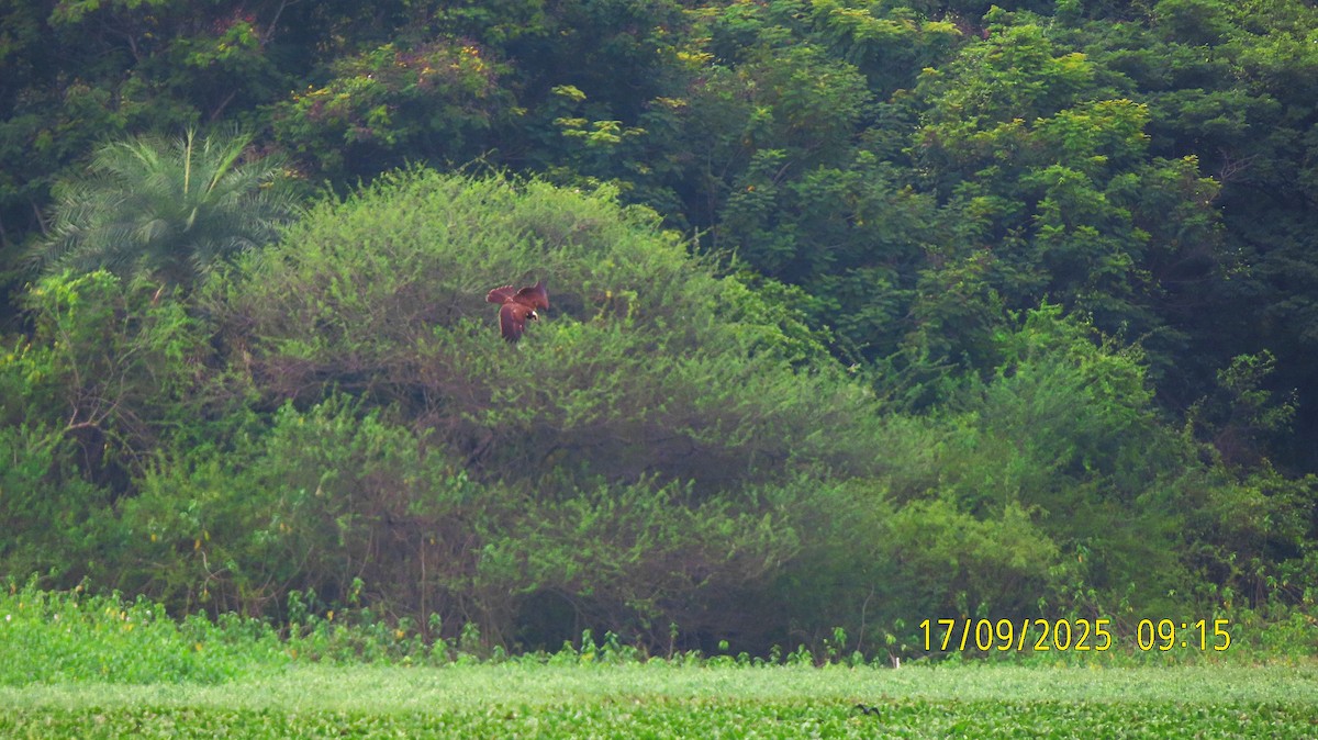 Western Marsh Harrier - ML642014661