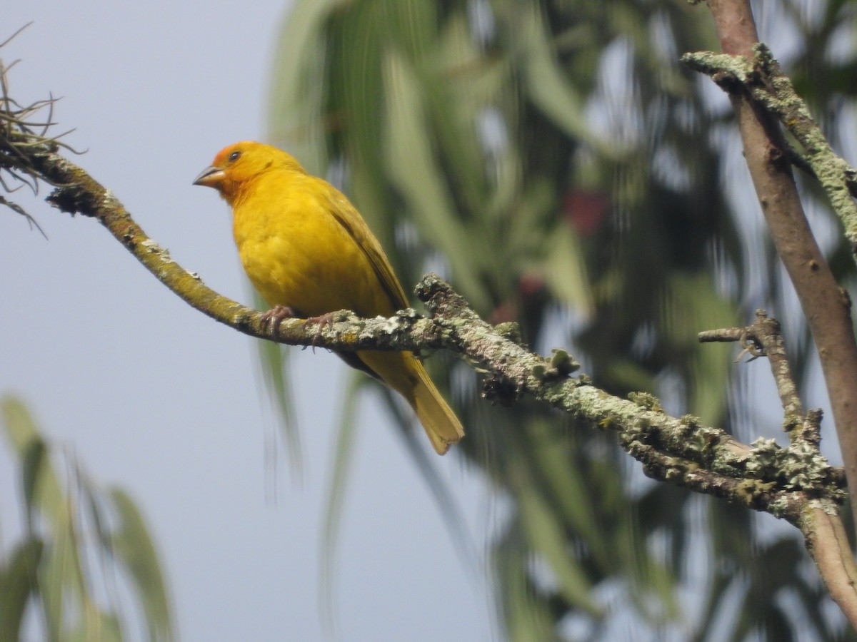 Saffron Finch - ML642014664