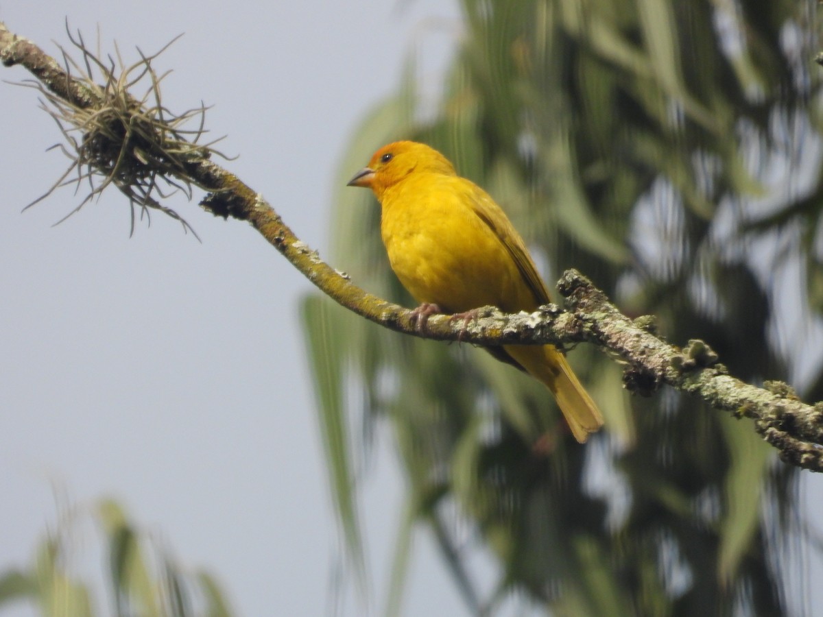 Saffron Finch - ML642014666