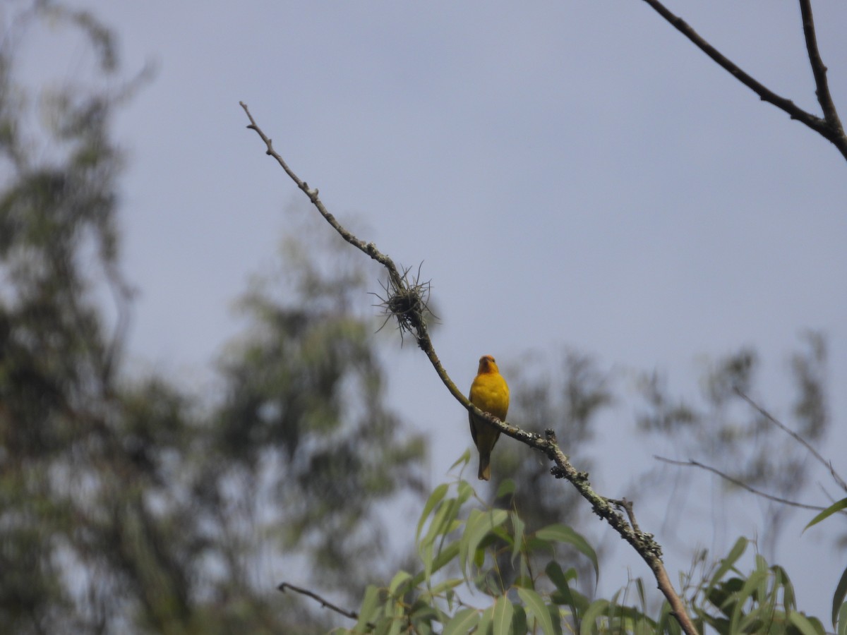 Saffron Finch - ML642014668