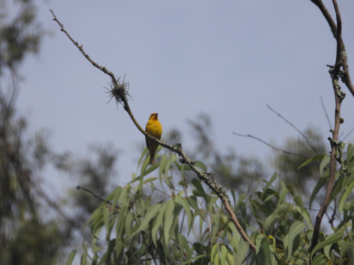 Saffron Finch - ML642014669