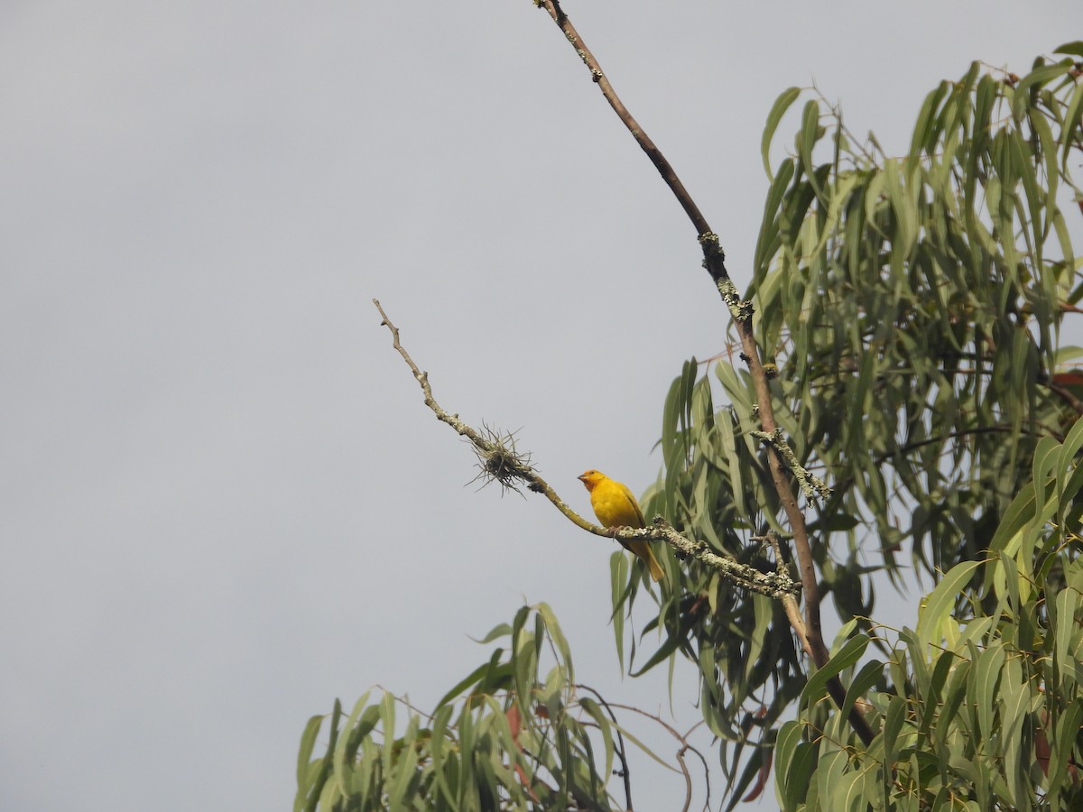Saffron Finch - ML642014670
