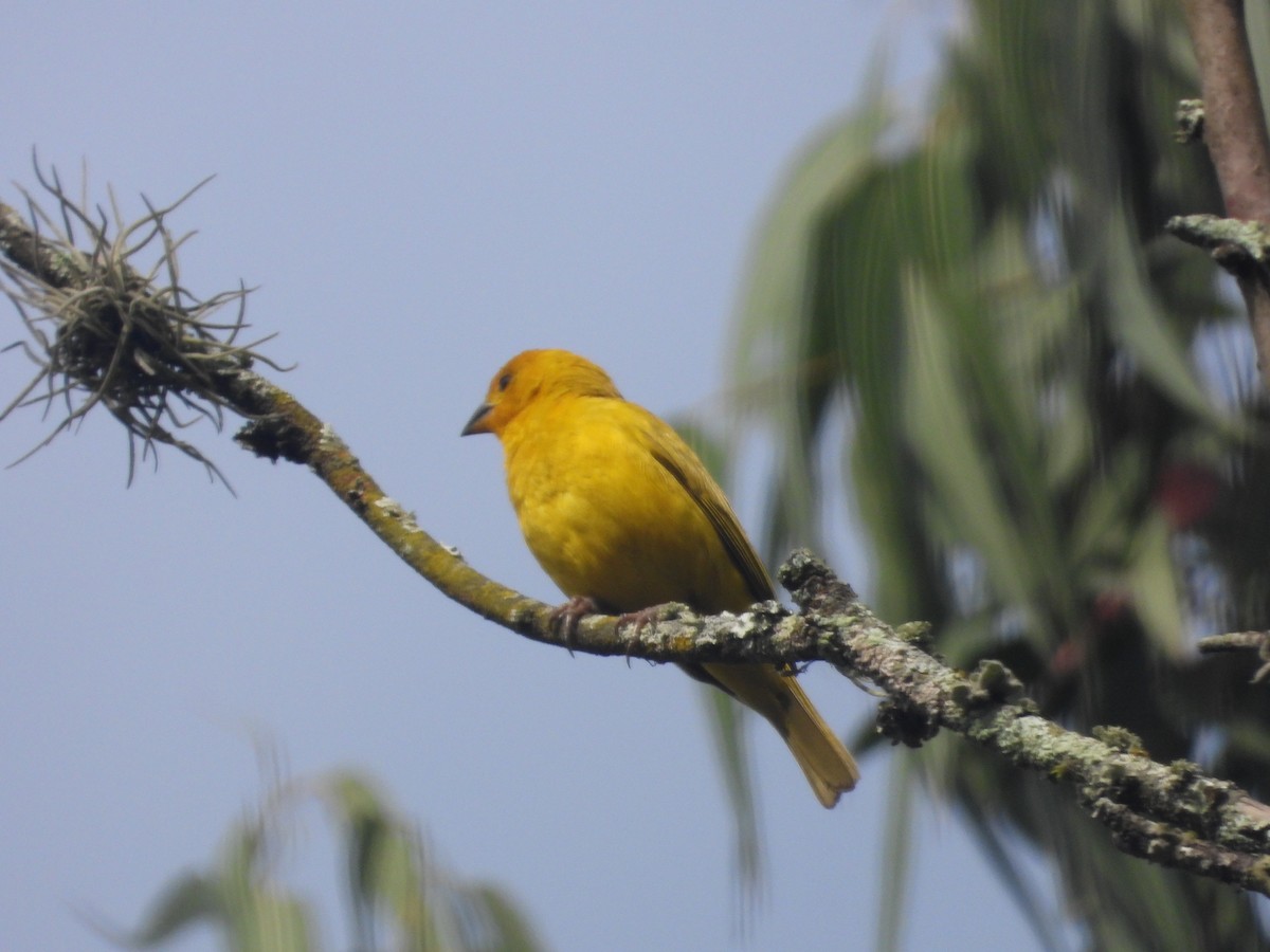 Saffron Finch - ML642014671