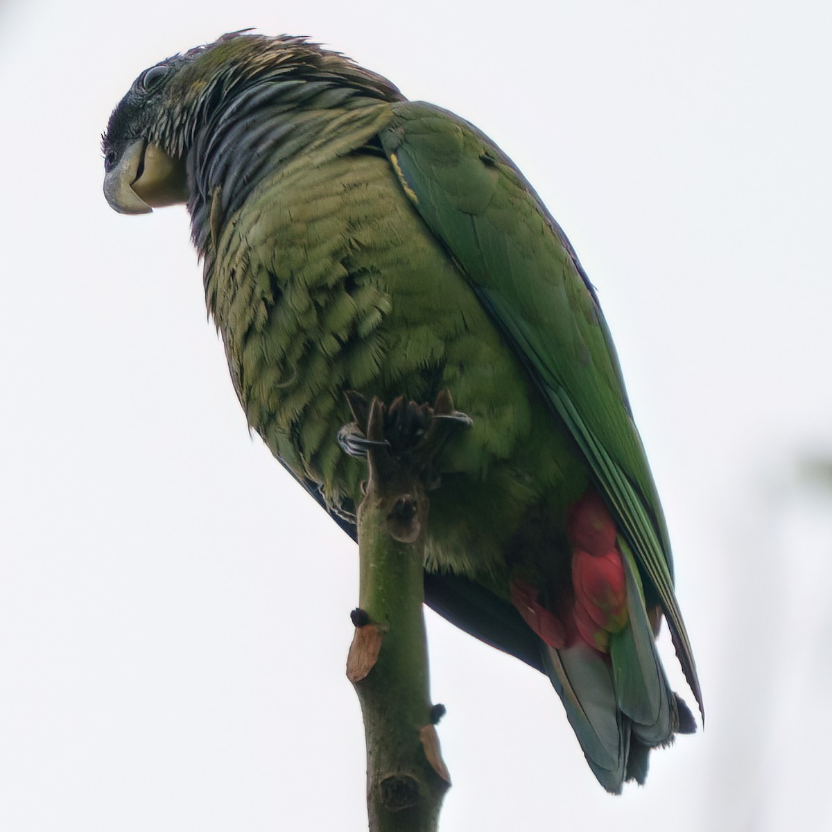 Scaly-headed Parrot - ML642014672