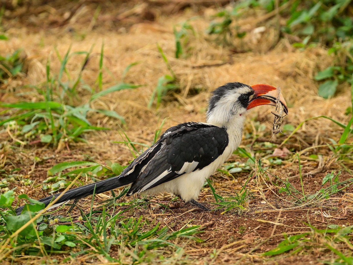 Von der Decken's Hornbill - ML642014674