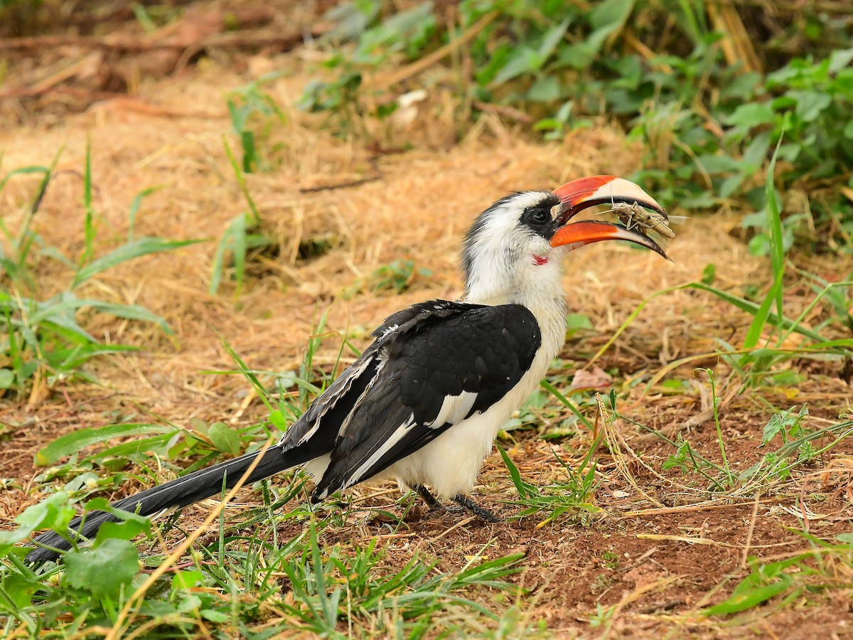 Von der Decken's Hornbill - ML642014675