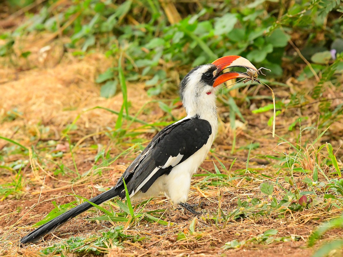 Von der Decken's Hornbill - ML642014676