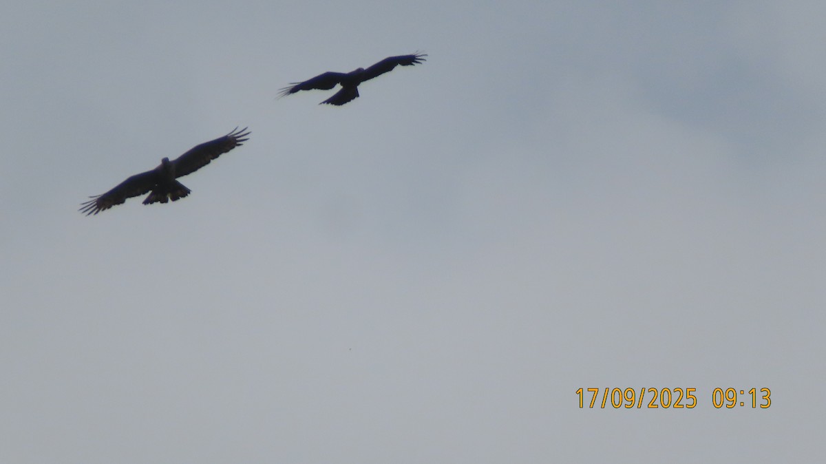 Oriental Honey-buzzard - ML642014710