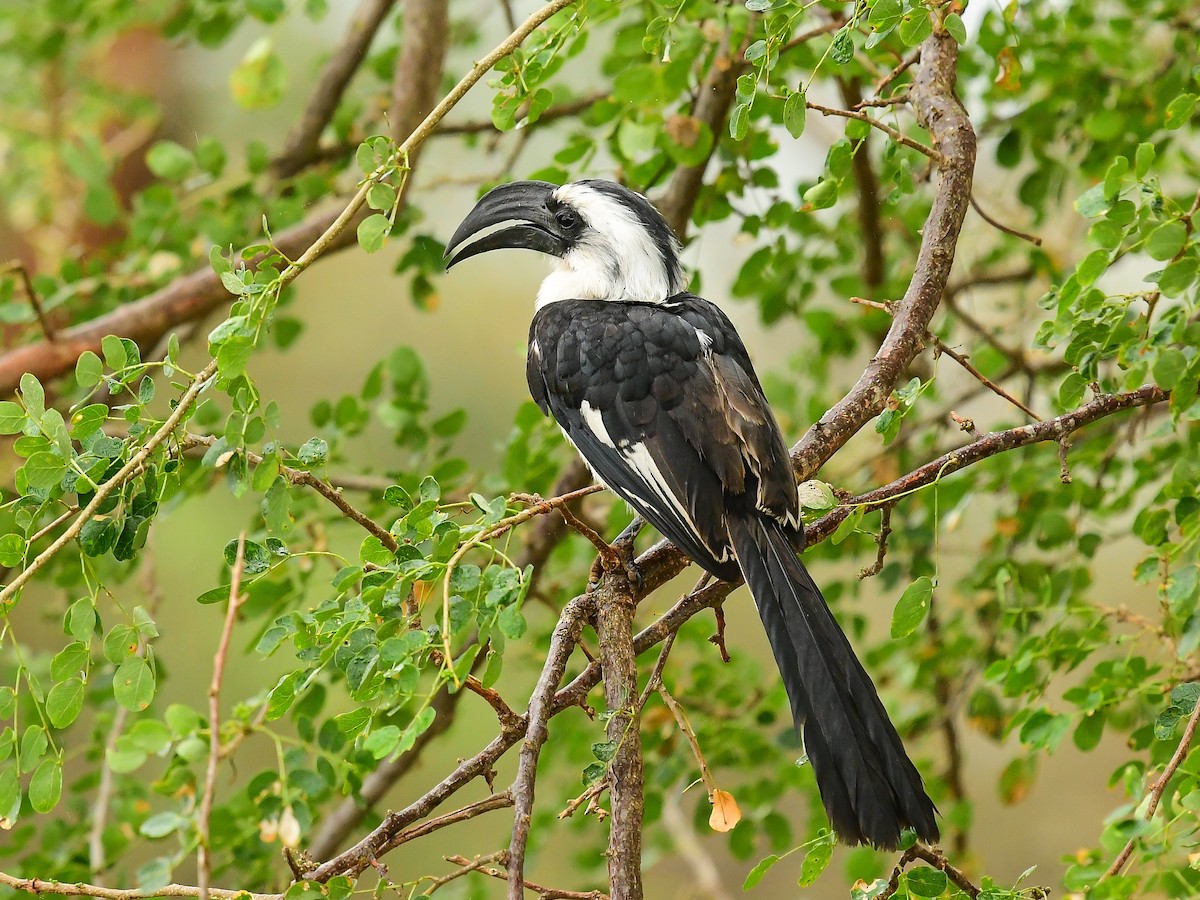 Von der Decken's Hornbill - ML642014712