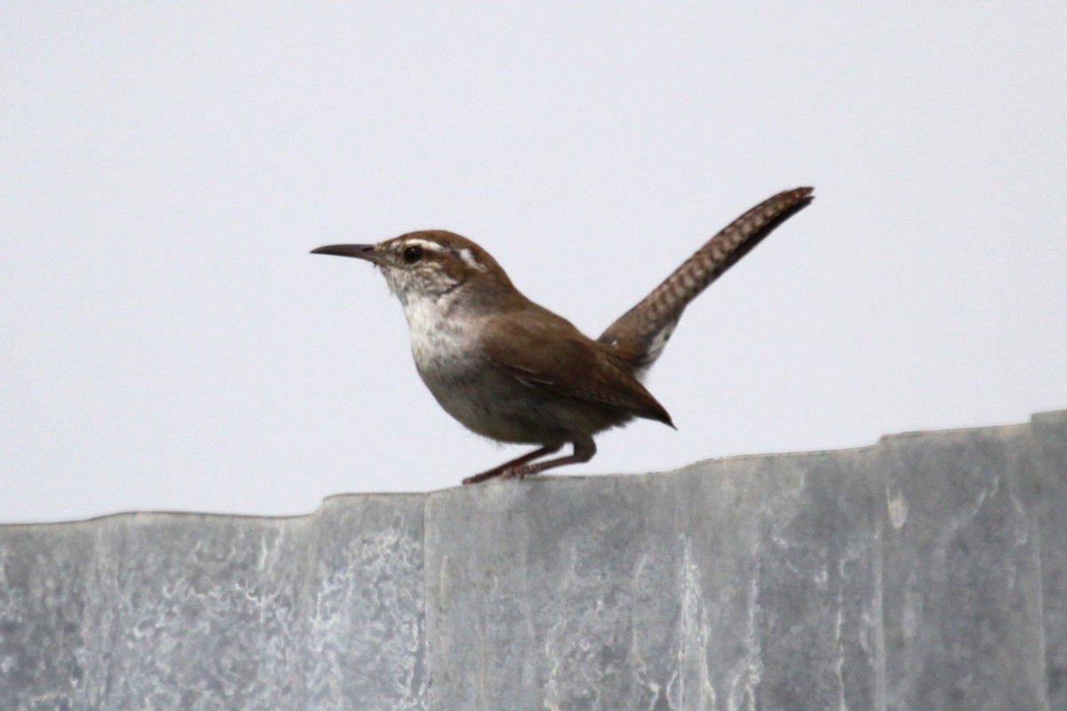 Bewick's Wren - ML642014720