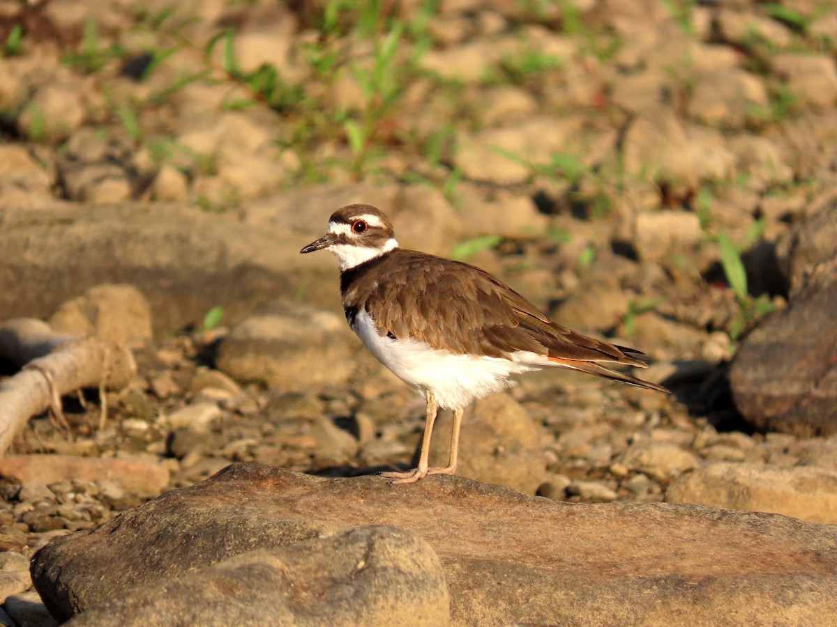 Killdeer - ML642014721