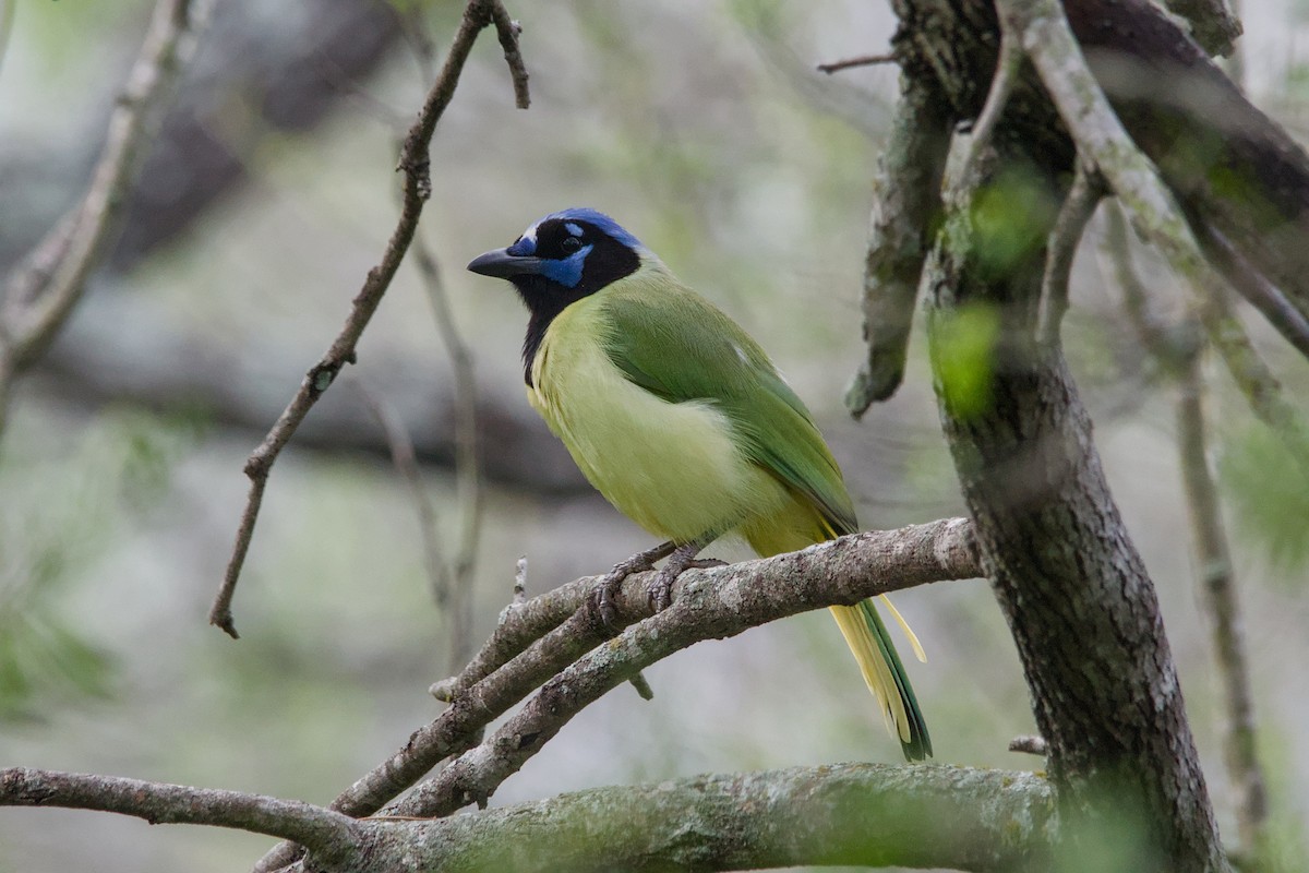 Green Jay - ML642014722