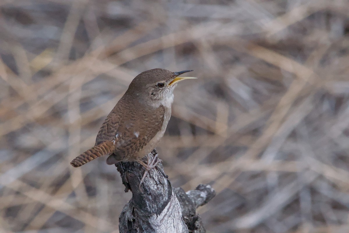 Northern House Wren - ML642014723