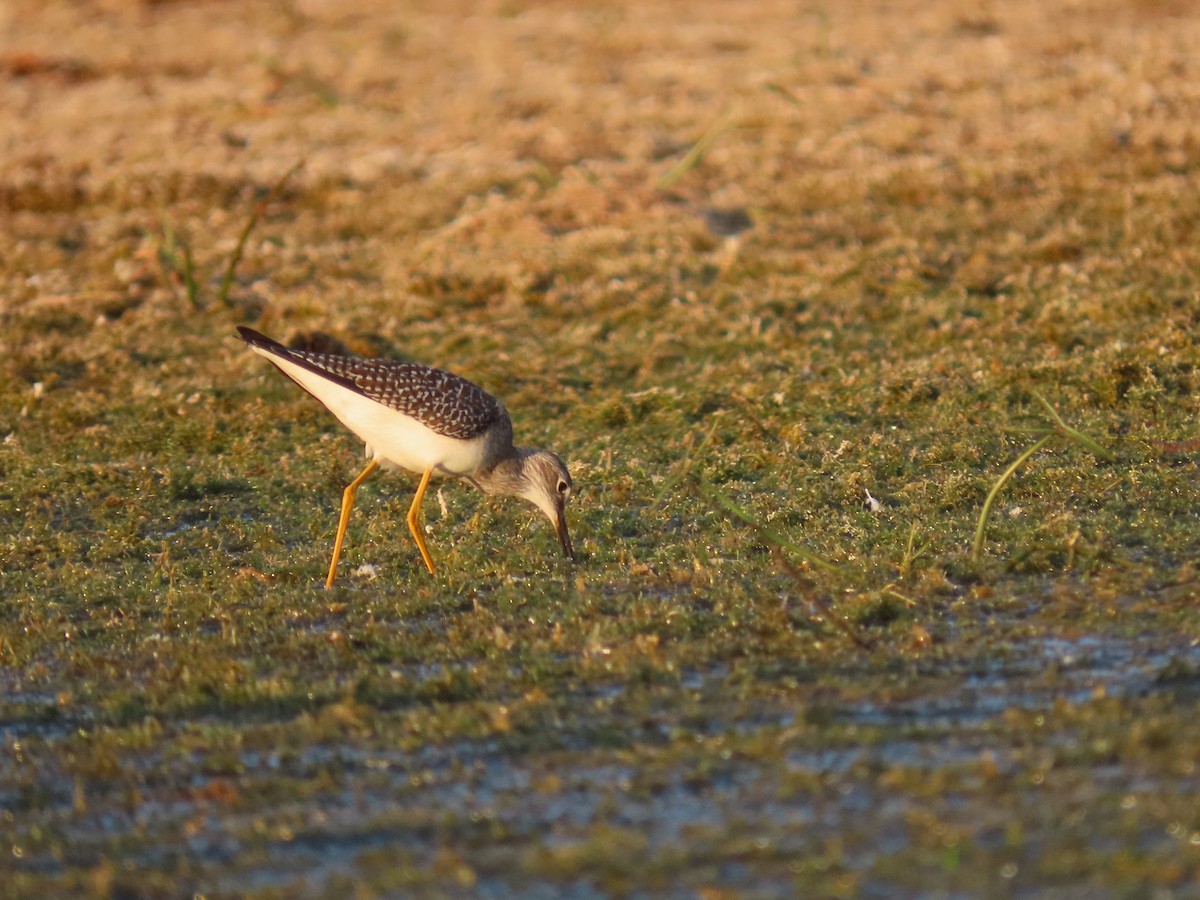 Lesser Yellowlegs - ML642014726