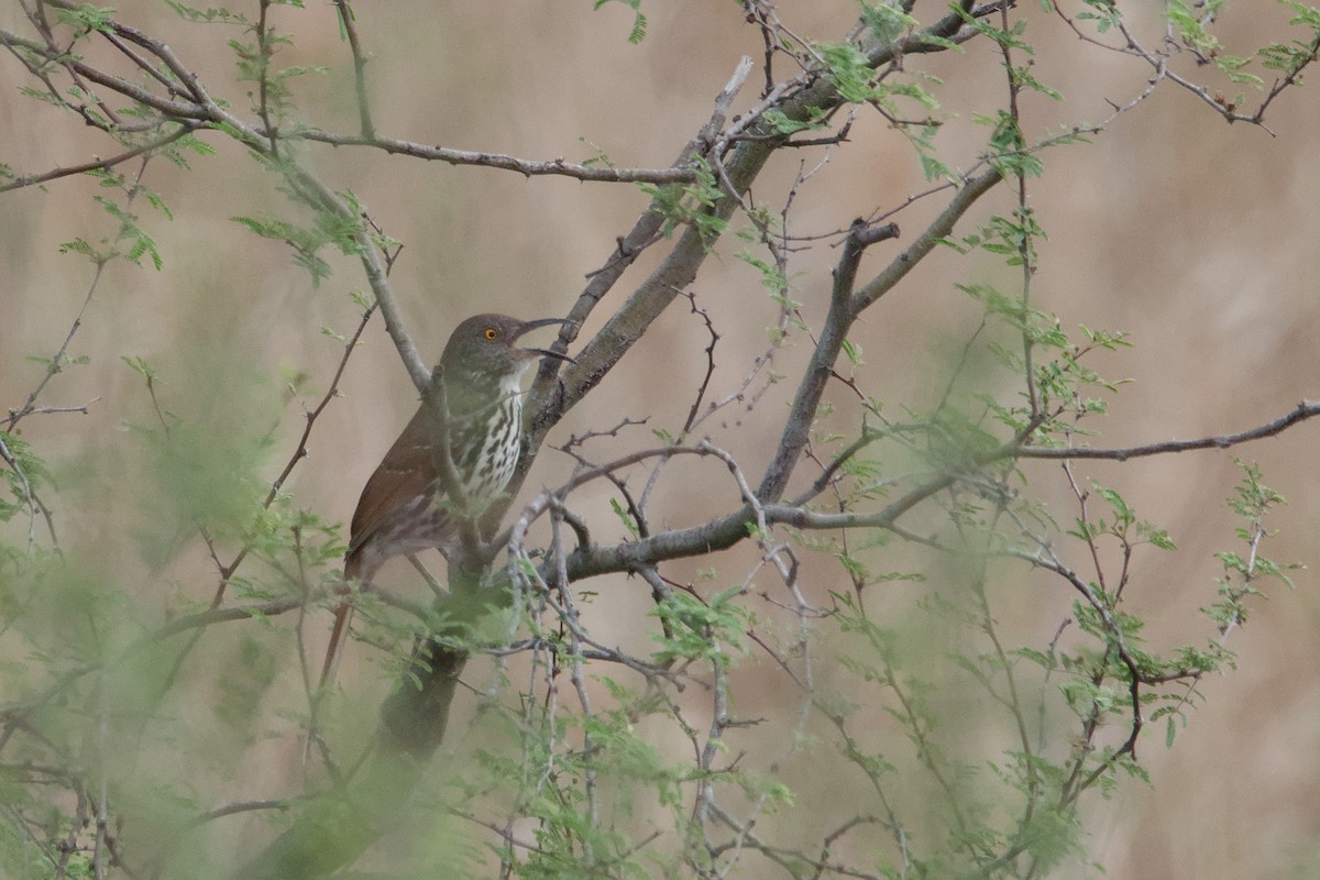 Long-billed Thrasher - ML642014728