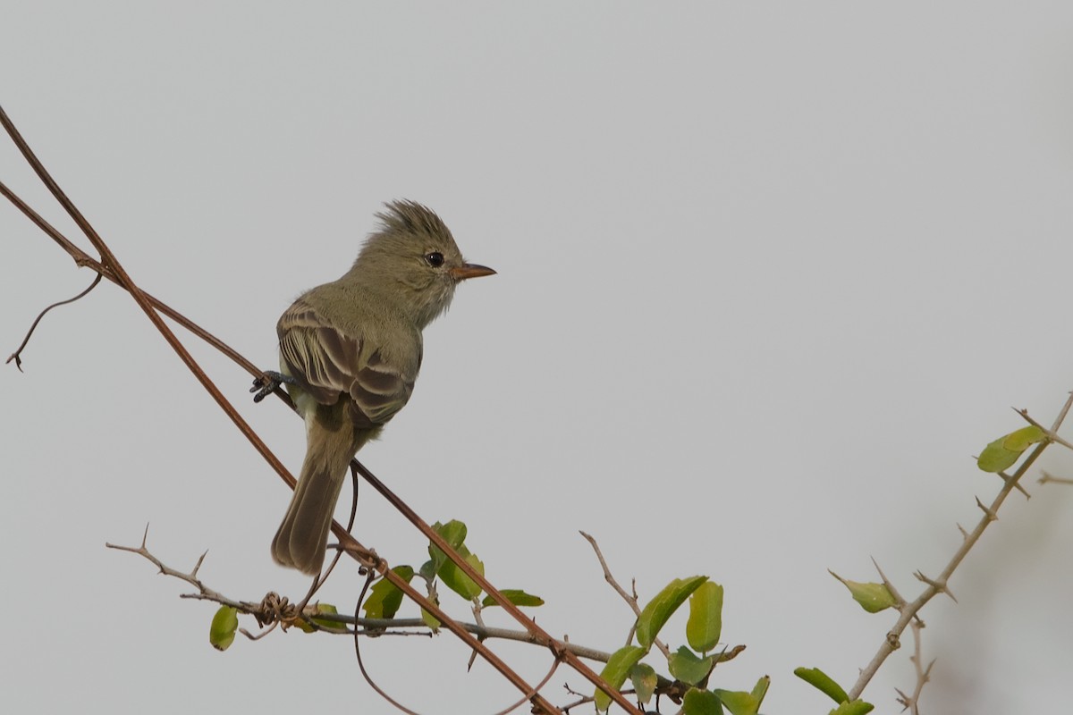 Northern Beardless-Tyrannulet - ML642014729