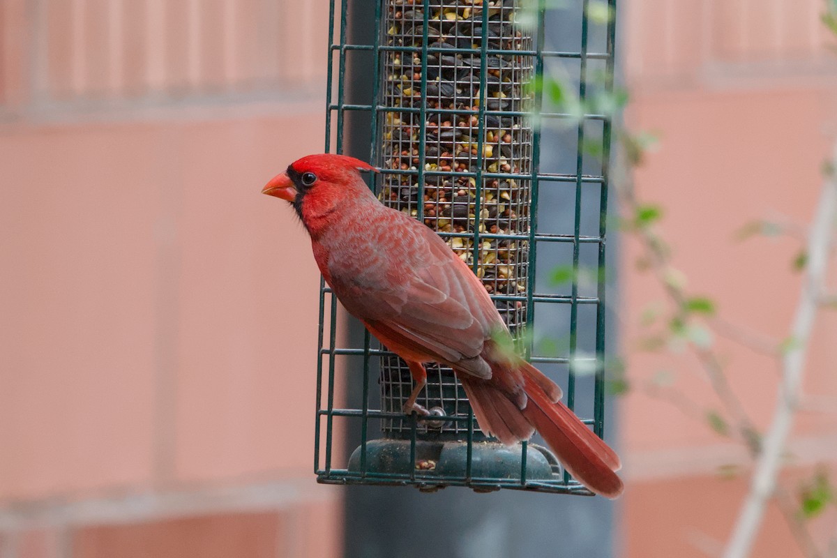 Northern Cardinal - ML642014731