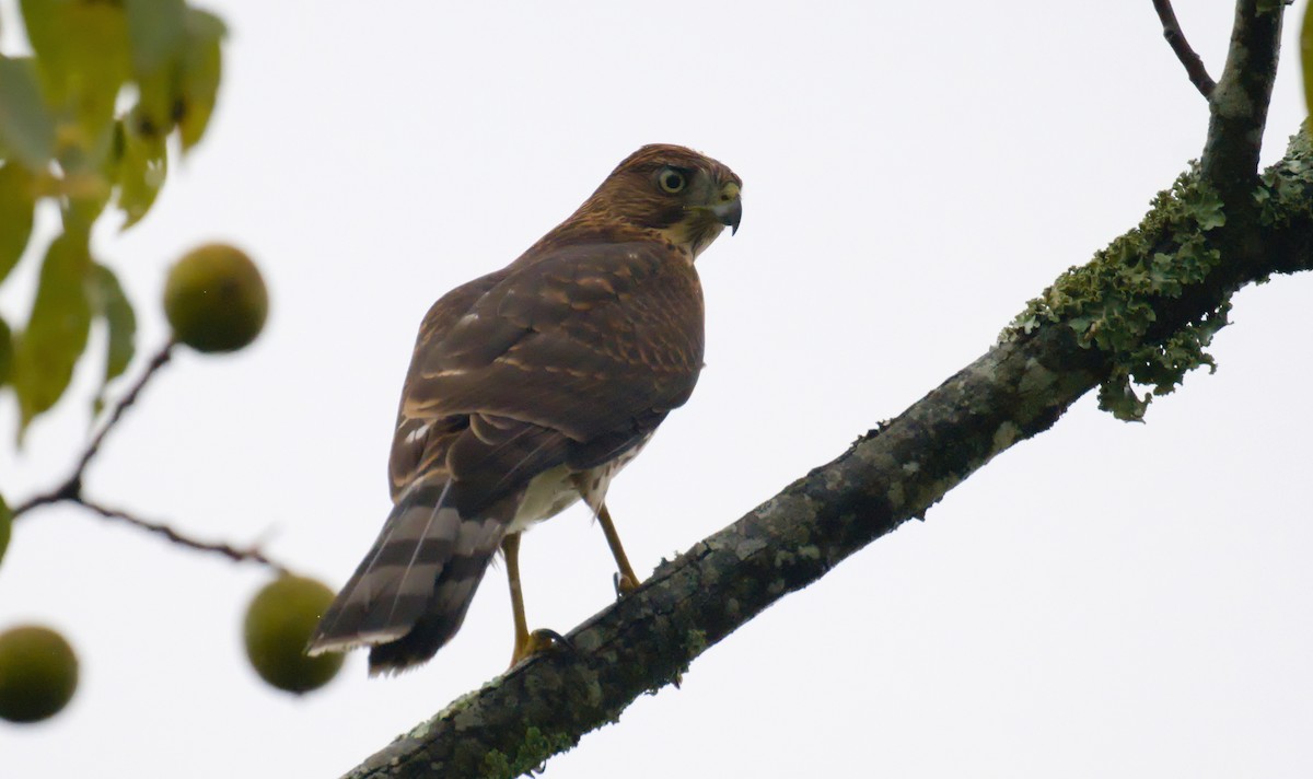 Sharp-shinned Hawk - ML642014732