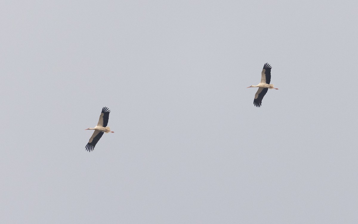 White Stork - ML642014739