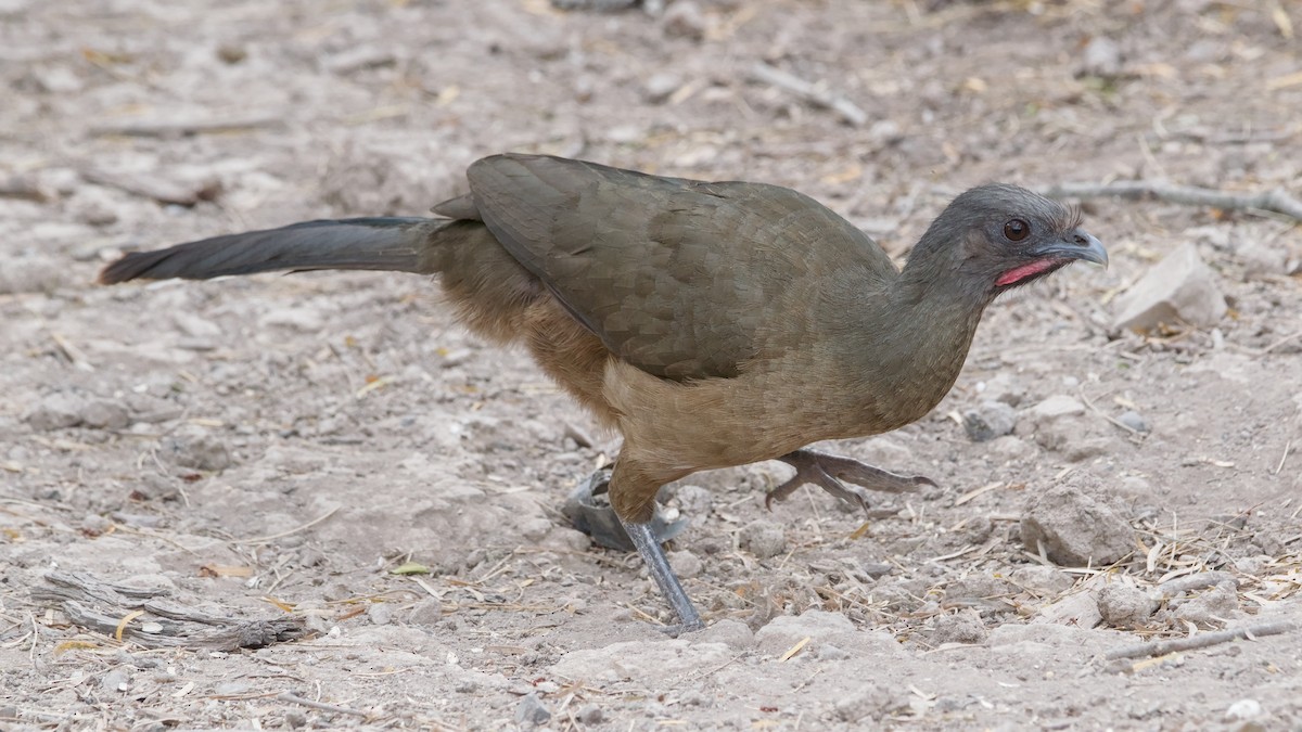 Plain Chachalaca - ML642014740