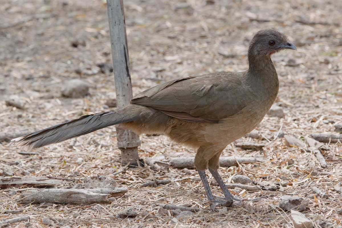 Plain Chachalaca - ML642014741