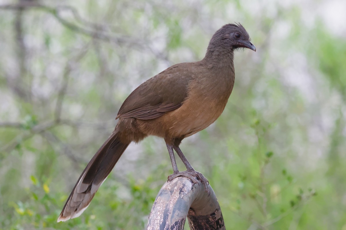 Plain Chachalaca - ML642014743