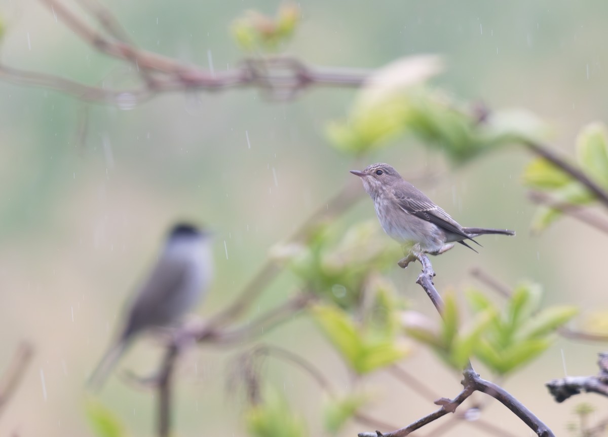 Garrapo eurasiarra - ML642014752