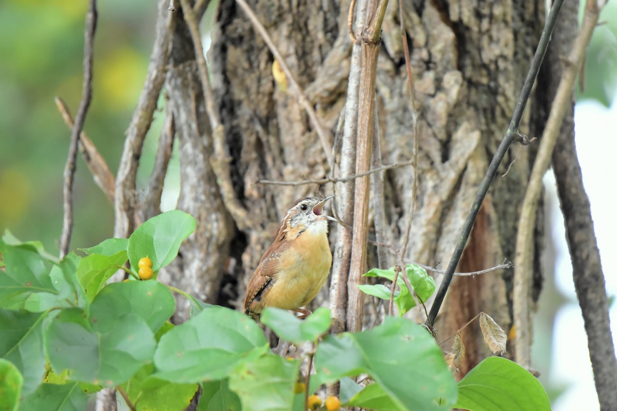 Carolina Wren - ML642014759